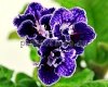 Streptocarpus EF-TENDERNESS OF THE NIGHT - EF-NEZHNOST NOCHI